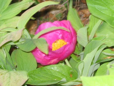 Paeonia officinalis / Peonia selvatica